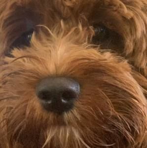 Meet your Posher, Penny